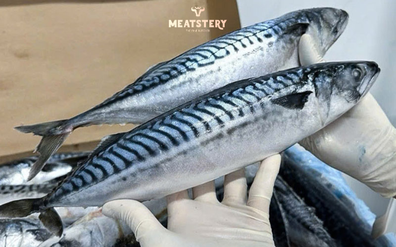 ca-saba-nguyen-con-11