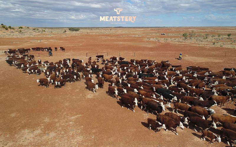 chan-nuoi-bo-obe chan-nuoi-bo-obe