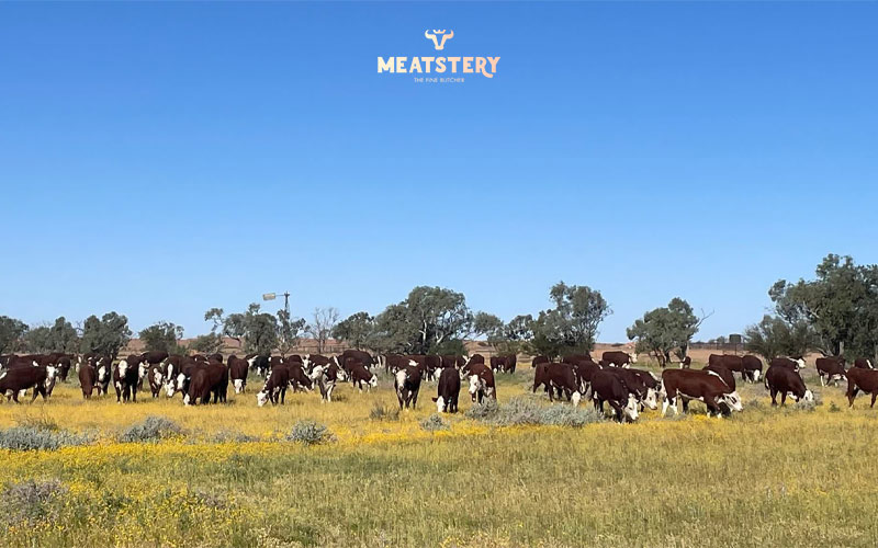 loi-vai-obe-6 loi-vai-obe-6